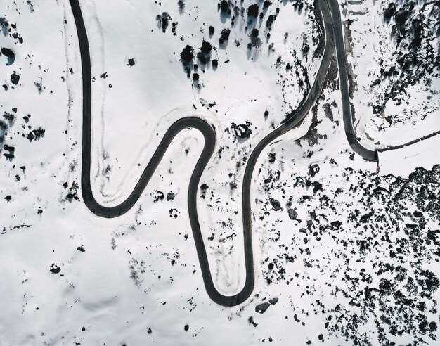 Understanding the Chemical Composition of Bird Droppings and Its Effects on Car Paint